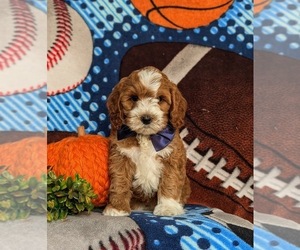 Cavapoo Puppy for sale in NEW PROVIDENCE, PA, USA