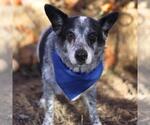 Small #1 Mutt