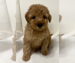 Goldendoodle (Miniature) Puppy for sale in FAIR HAVEN, MI, USA