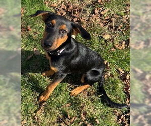 Rottweiler-Unknown Mix Dogs for adoption in Hillsboro, NH, USA