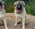 Small Photo #47 Anatolian Shepherd-Great Pyrenees Mix Puppy For Sale in AGOURA HILLS, CA, USA
