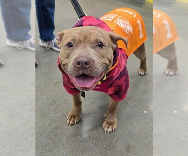 Medium Photo #26 Mutt Puppy For Sale in Mundelein, IL, USA