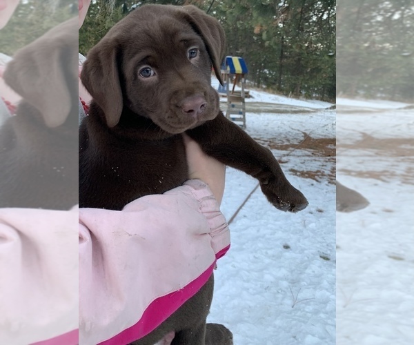 Medium Photo #1 Labrador Retriever Puppy For Sale in CHEWELAH, WA, USA