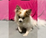 Small Pomeranian