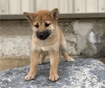 Small Photo #2 Shiba Inu Puppy For Sale in CANOGA, NY, USA