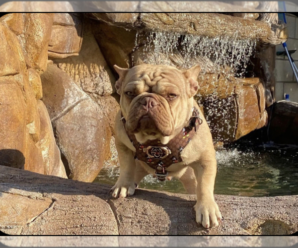 Medium Photo #1 French Bulldog Puppy For Sale in POMONA, CA, USA