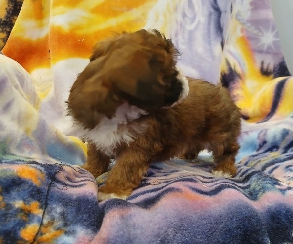 Medium Photo #2 Maltipoo (Toy) Puppy For Sale in PEABODY, MA, USA