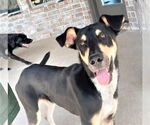 Small #1 Mutt