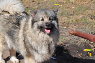 Mother of the Keeshond puppies born on 04/18/2018