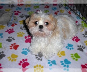Shih Tzu Puppy for Sale in TUCSON, Arizona USA