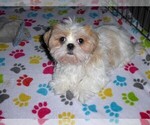 Small Shih Tzu