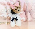 Small #10 Yorkshire Terrier