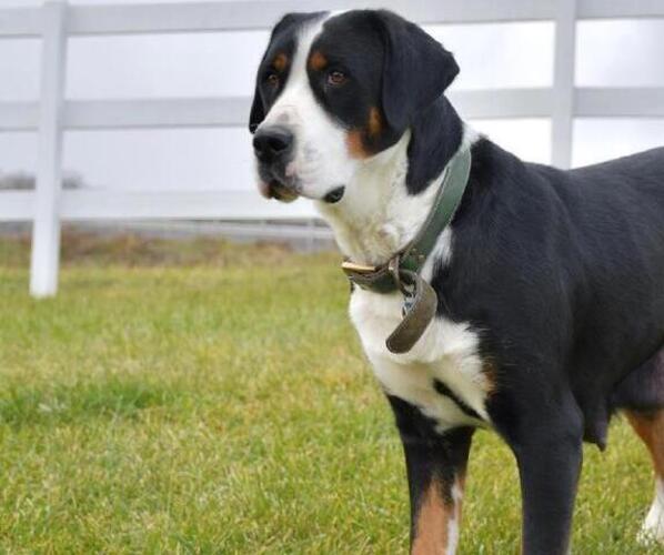 Medium Photo #1 Greater Swiss Mountain Dog Puppy For Sale in BELLEFONTE, PA, USA