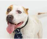 Small American Bulldog Mix