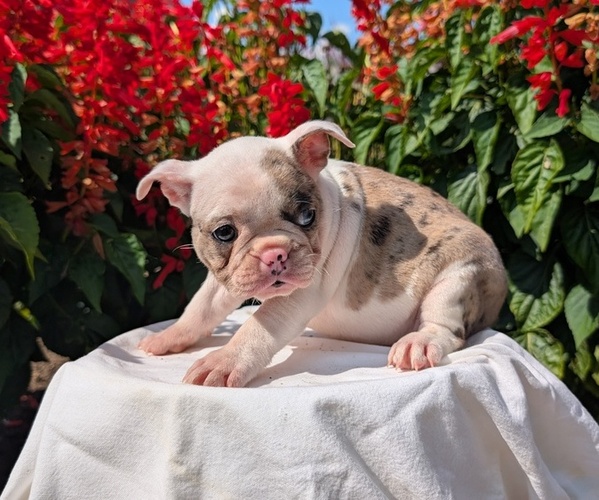 Medium Photo #5 Faux Frenchbo Bulldog Puppy For Sale in GOSHEN, IN, USA