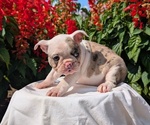 Small #4 Faux Frenchbo Bulldog