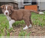 Puppy 2 Border-Aussie