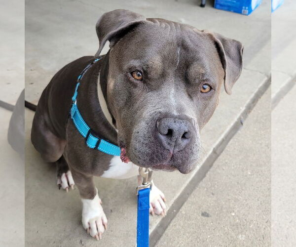 Medium Photo #3 American Pit Bull Terrier-Unknown Mix Puppy For Sale in Fargo, ND, USA