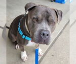 Small #2 American Pit Bull Terrier Mix