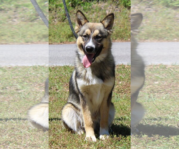 Medium Photo #3 Australian Shepherd-Unknown Mix Puppy For Sale in Prattville, AL, USA
