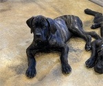 Small #2 Cane Corso