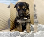 Small #1 German Shepherd Dog