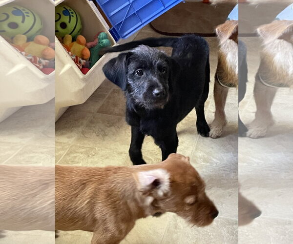 Medium Photo #4 Mutt Puppy For Sale in Raleigh, NC, USA