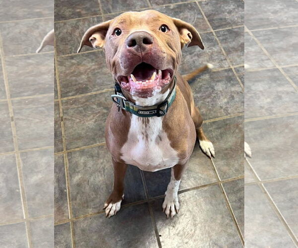 Medium Photo #5 American Pit Bull Terrier-Unknown Mix Puppy For Sale in Germantown, OH, USA