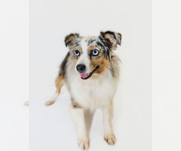 Medium Photo #1 Australian Shepherd Puppy For Sale in York, SC, USA