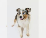 Jenny - Female Australian Shepherd Dog for Adoption - Small photo