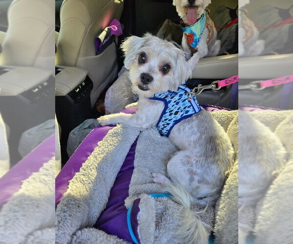 Medium Photo #2 Mal-Shi Puppy For Sale in Plantation, FL, USA