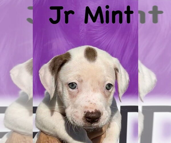 Medium Photo #8 Boxer-Unknown Mix Puppy For Sale in Mooresville, NC, USA