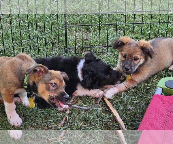 Medium Photo #9 Australian Shepherd-Unknown Mix Puppy For Sale in Sandy, UT, USA