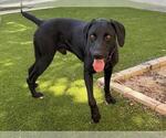 Small German Shorthaired Lab
