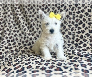 West Highland White Terrier Puppy for sale in LAKELAND, FL, USA