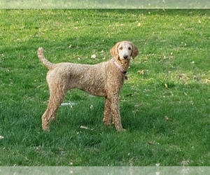 Goldendoodle Puppy for sale in COON RAPIDS, MN, USA