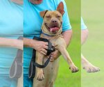 Small #3 American Staffordshire Terrier-Chinese Shar-Pei Mix