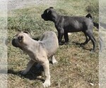 Small #5 Cane Corso