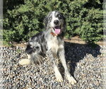 Small Photo #2 Australian Shepherd Puppy For Sale in Albuquerque, NM, USA