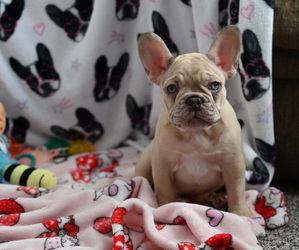 French Bulldog Puppy for sale in CHICAGO, IL, USA