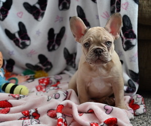 Medium French Bulldog