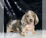 Small #2 Dachshund