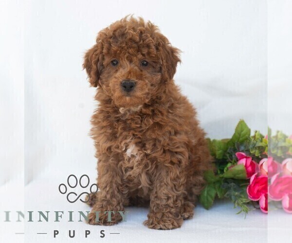 Medium Photo #4 Poochon Puppy For Sale in DORNSIFE, PA, USA