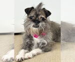 Small #2 Brussels Griffon