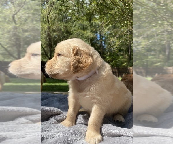 Medium Photo #4 Golden Retriever Puppy For Sale in BUTNER, NC, USA