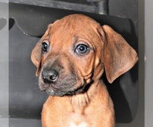 Rhodesian Ridgeback Puppy for sale in INDEPENDENCE, MO, USA