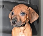 Small Photo #1 Rhodesian Ridgeback Puppy For Sale in INDEPENDENCE, MO, USA