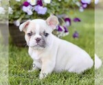 Small #3 French Bulldog