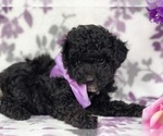 Small Photo #3 Poodle (Miniature) Puppy For Sale in CLAY, PA, USA
