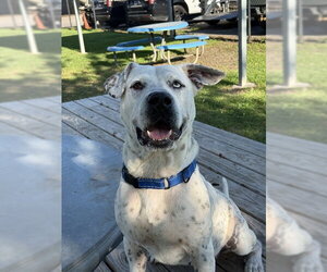 Dalmatian-Mastiff Mix Dogs for adoption in Sugar Land, TX, USA